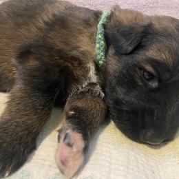 German Shepherd Puppies from Faith Shepherds