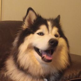 Pomskies from Torres Pomskies