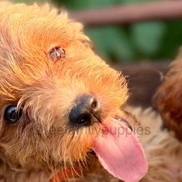 Miniature-3rd pick - Red  male Goldendoodle puppy in Tennessee from Lee Family Puppies