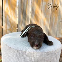 Charlotte - Brown female Bernedoodle puppy in Wamego, Kansas from Doodles of Oz