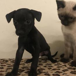 Caviar - Black male Chihuahua puppy in Mesa, Arizona from Sun Valley Chihuahuas & Malinois