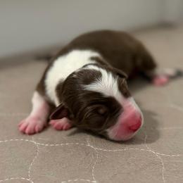 Charlie - Red male Border Collie puppy in Kalispell, Montana from North Fork Border Collies