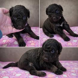 Poppy Purple - Phantom female Goldendoodle puppy in Delphos, Ohio from Route 66 Poodles & Doodles, Sapphire Shih-tzu's of Ohio