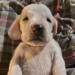 Basset Hound Puppies from Violet Lane Basset Hounds