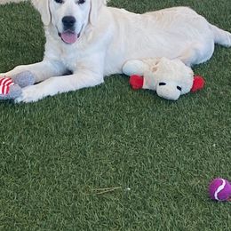 Golden Retriever Puppies from Golden Star Ranch