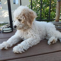 Rowen - Parti male Poodle puppy in Kaysville, Utah from Ray Poodles