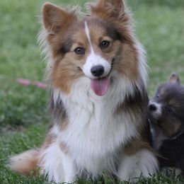 Wrigley - Pembroke Welsh Corgi