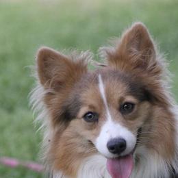 Wrigley - Pembroke Welsh Corgi