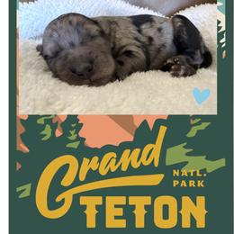 Teton - Tri-color male Labradoodle puppy in Lubbock, Texas from Lucky Labradoodles