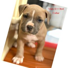 Male D - Blue fawn male American Pit Bull Terrier puppy in Pensacola, Florida from Alpha Alliance Kennels