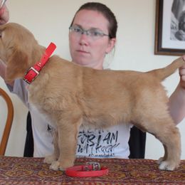 Girl 6 - Golden Retriever puppy from High Plains Goldens