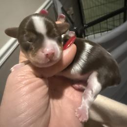 Marley - Chocolate, tan and white male Yorkshire Terrier puppy in Florence, Kentucky from 4paws4ever by Design