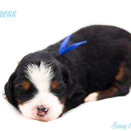 Kindness - Black tri-color male Aussiedoodle puppy in Diamond Bar, California from Furrytaildoodles