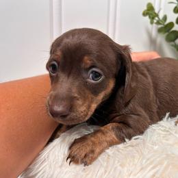 Female Two - Brindle female Dachshund puppy in Blackstone, Virginia from Cheyenne's Dachshunds
