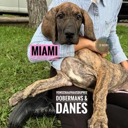 Miami - Brindle female Great Dane puppy in Columbus, Ohio from Von Schaaf Haus DuPree