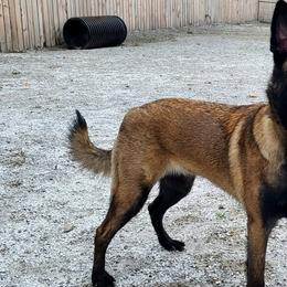 Belgian Tervuren and German Shepherds from Pine State Shepherds