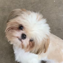 Rachel - Shih Tzu
