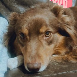 Josie - Australian Shepherd