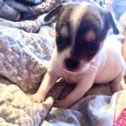 Ruth Martin(now Lola) - Blue and tan female Chihuahua puppy in Amelia, Virginia from Pannell’s Precious Pups
