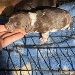 AKC Brown piebald male - Piebald male Dachshund puppy in Glen St Mary, Florida from Little Pawz, LLC