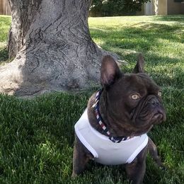 French Bulldogs from All Time Frenchies