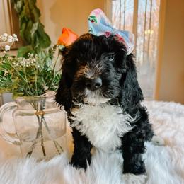Janice - Black and white female Sheepadoodle puppy in Republic, Missouri from DOOD & Co