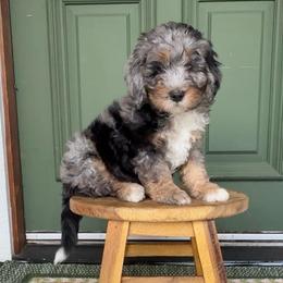Dan - Blue merle male Bernedoodle puppy in Grants Pass, Oregon from Royal Empire Bernedoodles