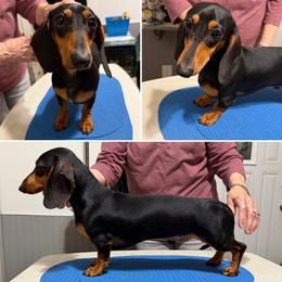 Pete - Black and tan male Dachshund puppy in Fond Du Lac, Wisconsin from Clucking Homestead Springers & Dachshunds