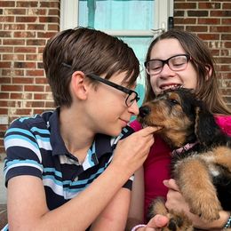 Airedale Terrier Puppies from Olson’s Aire Haven