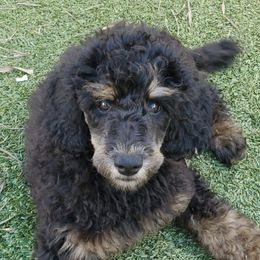 Poodles from Highland Poodles