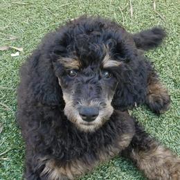 Poodles from Highland Poodles