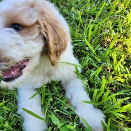 Goldendoodle Puppies from Costa's Curly Canines