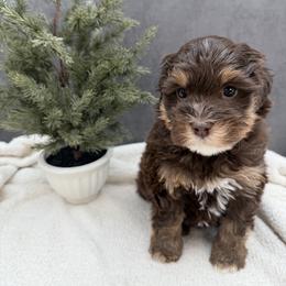 Jovie - Chocolate female Australian Labradoodle puppy in Denton, Texas from Liberty Hill Labradoodles