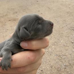 Jess - Blue and cream male Dachshund puppy in Gold Canyon, Arizona from Silverking Kennels