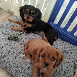 Cavalier King Charles Spaniel Puppies from Colorful Cavaliers