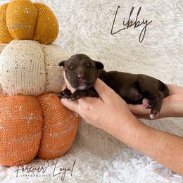 Libby - Chocolate female Australian Labradoodle puppy in Oregon from Forever Loyal Labradoodles