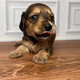 Purple - Wild boar female Dachshund puppy in Miami, Florida from Maitime Dachshund
