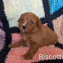 Biscotti - Red male Bernedoodle puppy in Weatherford, Texas from Donnasdoodlebugs