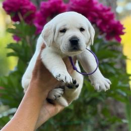 Mel - Yellow female Labrador Retriever puppy in Cave Junction, Oregon from Serenity Labradors
