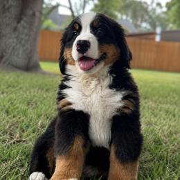 Cassian - Tri-color male Bernese Mountain Dog puppy in Lecanto, Florida from Lecanto Puppy