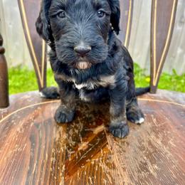 Mercedes - Phantom female Bernedoodle puppy in Urbandale, Iowa from Bernedoodlesbest