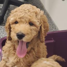 Goldendoodles from So Fetch Doodles