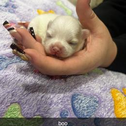 Boo - White female Pomeranian puppy in Illinois from Maribel Poms