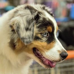 Australian Shepherds and Chesapeake Bay Retrievers from Firestorm Australian Shepherds