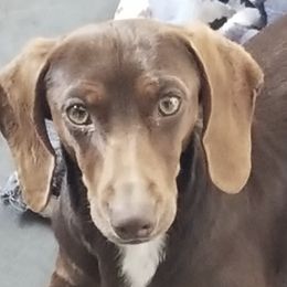Dachshunds and Shih Tzus from Wulff's East LA Puppies