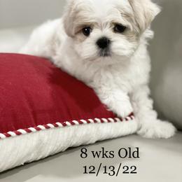 "Sold " Maltese and Yorkshire Terrier Puppies from Precious Paws Maltese and Yorkies