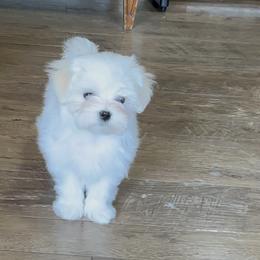 Girl - White female Maltese puppy in Clarksville, Tennessee from Iron Angel Maltese
