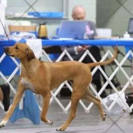 Nova - Rhodesian Ridgeback