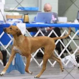 Nova - Rhodesian Ridgeback