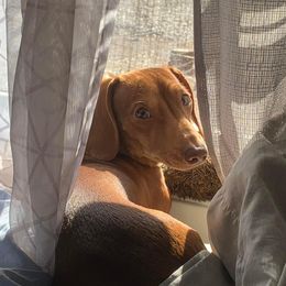 Sam - Dachshund